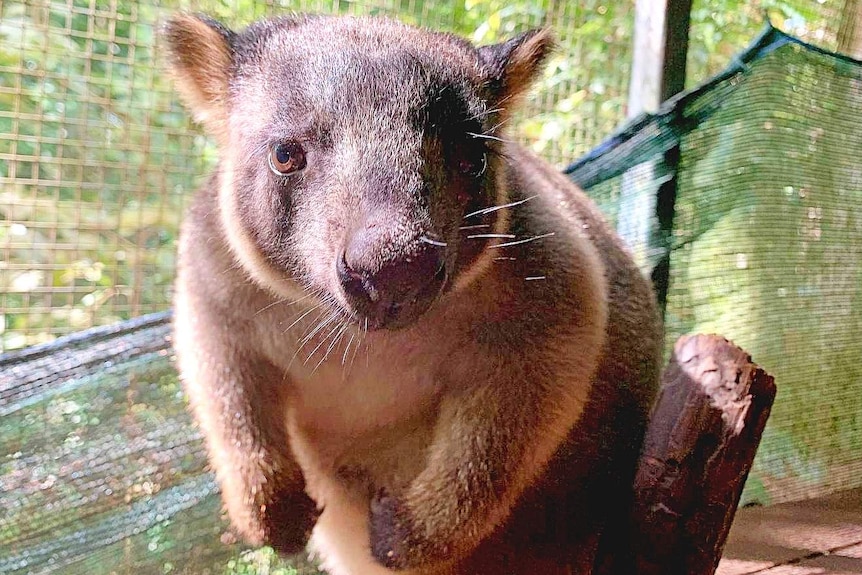 A photo of a Lumholtze tree kangaroo.