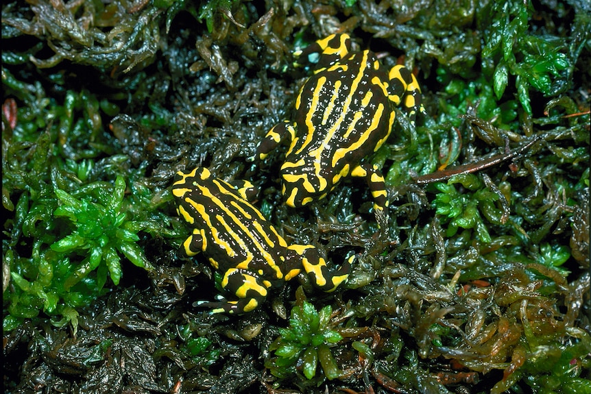 Northern Corroboree Frog