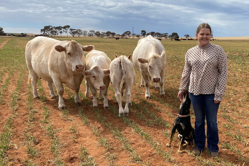 A young woman stands next to a kelpie and some white cows in a paddock.
