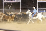 A cowboy on a white horse mustering a mob of cattle