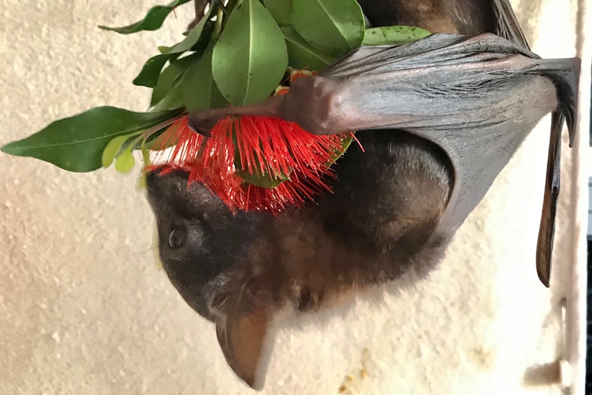 A tiny reddish-brown bat eating a red eucalypt flower