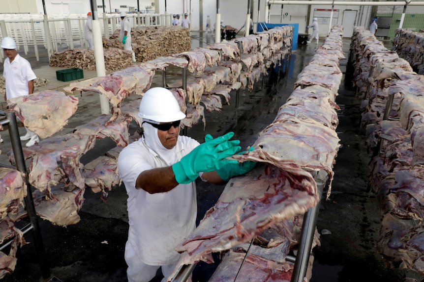 A man is seen spreading salted meat on a rack to dry at a JBS USA