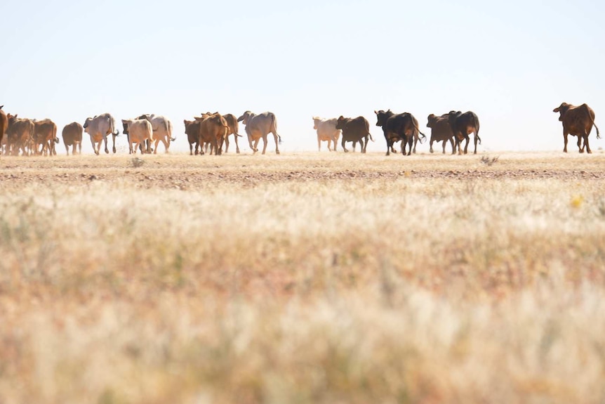 Cattle run across a dry plain near the Diamantina River, west of Windorah. The grass is brown and the herd kicks up dirt