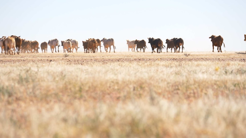 Cattle run across a dry plain near the Diamantina River, west of Windorah in July 2019.