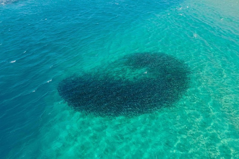 A huge school of salmon pictured from the sky in beautiful blue water