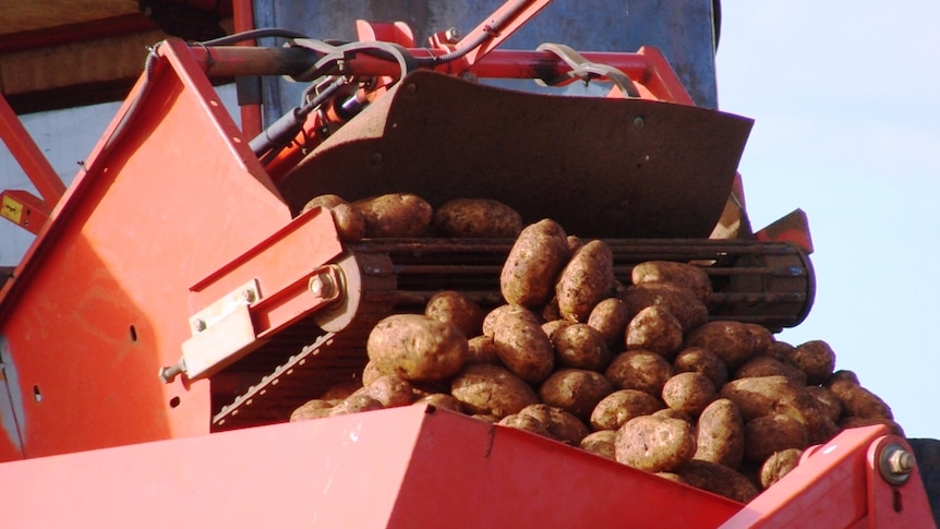 Potatoes on red machinery