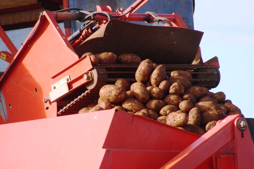 Some fresh potatoes being dug up on a farm.