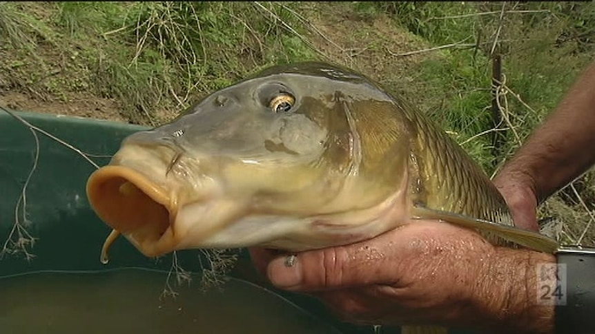 Close up shot of a carp with its mouth open being held in a pair of hands.