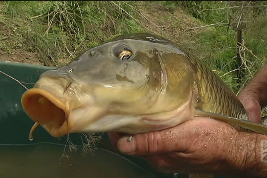 Close up shot of a carp with its mouth open being held in a pair of hands.