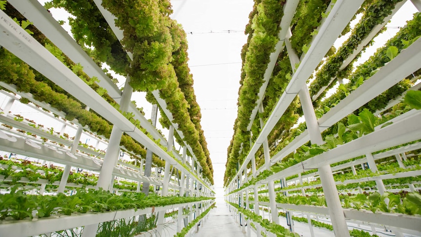 Shelves of growing lettuce in a factory setting