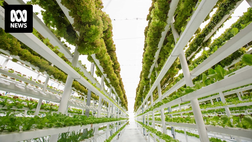 Vertical farming, micro-algae and bio-reactors — the new frontier of sustainable food