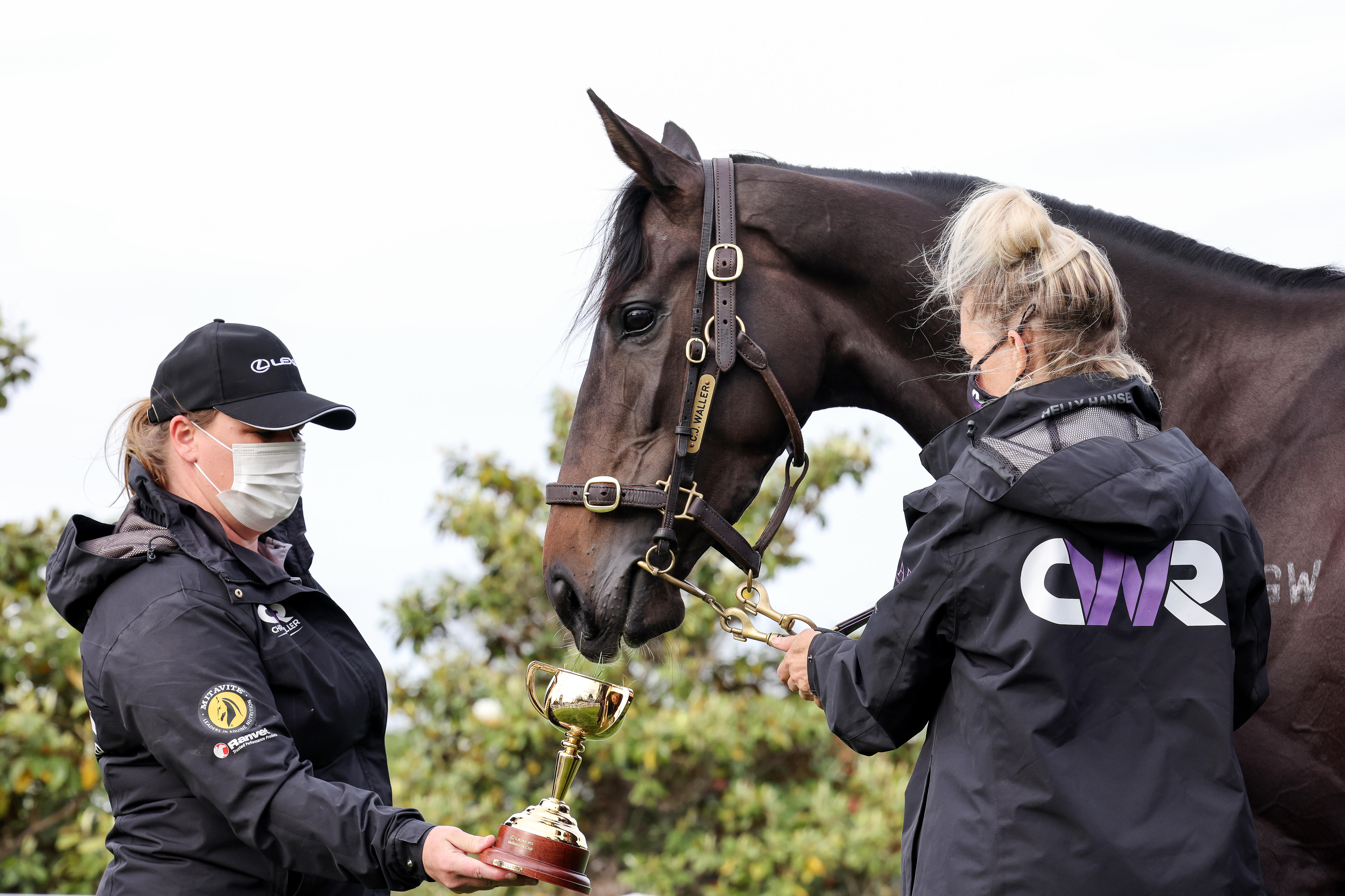 Melbourne Cup Winner Verry Elleegant In Shock France Switch - ABC News