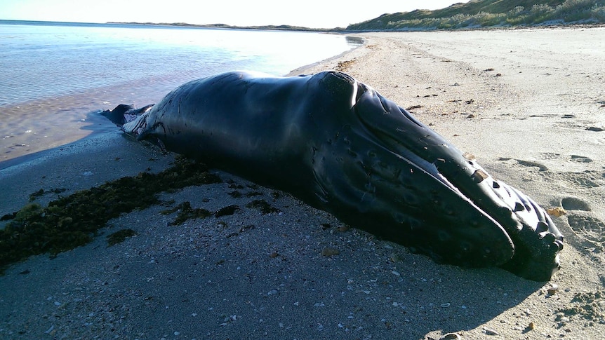 The carcass of a humpback calf which washed up north of Coral Bay.