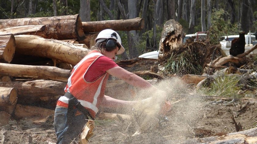 Timber worker in a Tasmanian forest