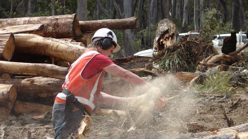 Timber worker with a chainsaw in Tasmania.