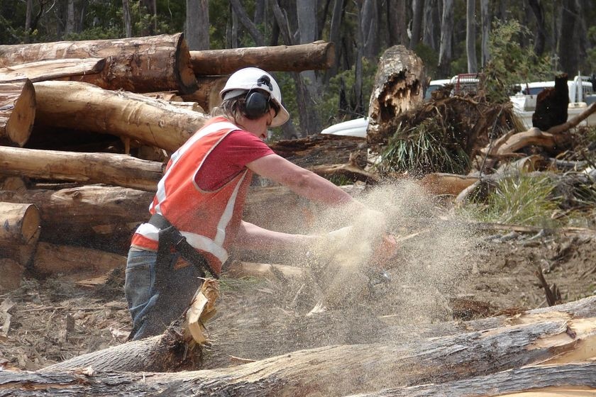 Timber worker with a chainsaw in Tasmania.