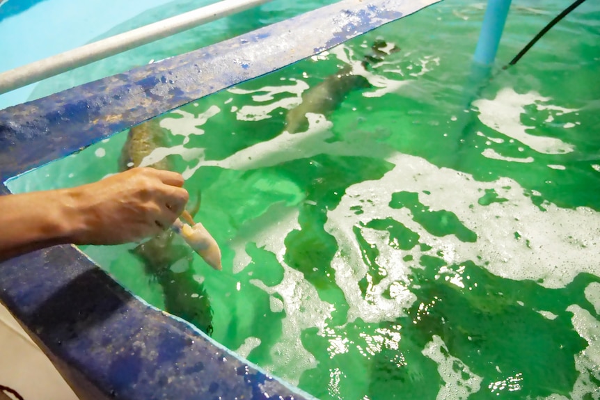 A hand holds food to feed barramundi below in a tank.
