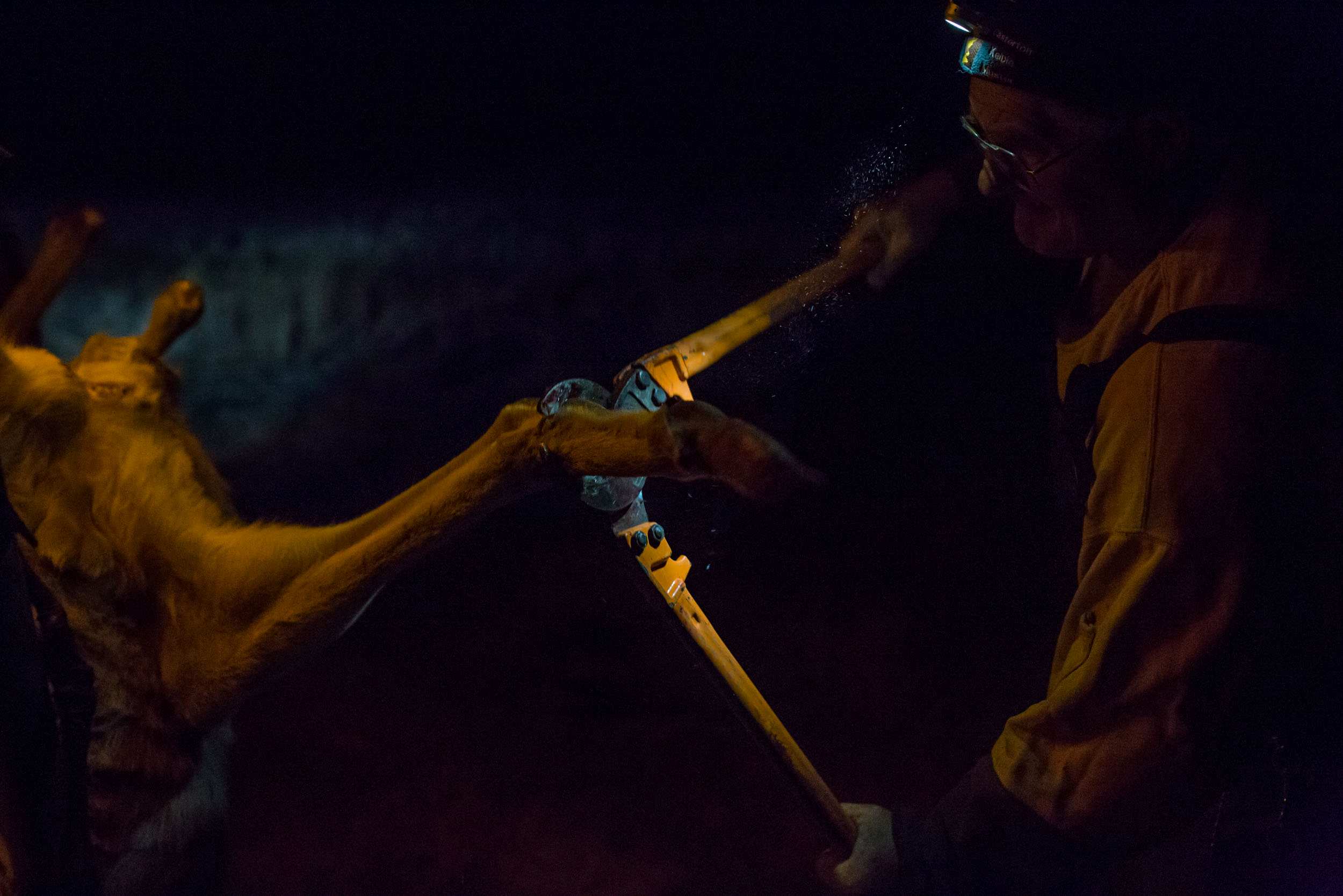 Glenn Cole uses cable cutters to cut off the legs of a roo carcass, dust illuminated in the beam of his headlamp.