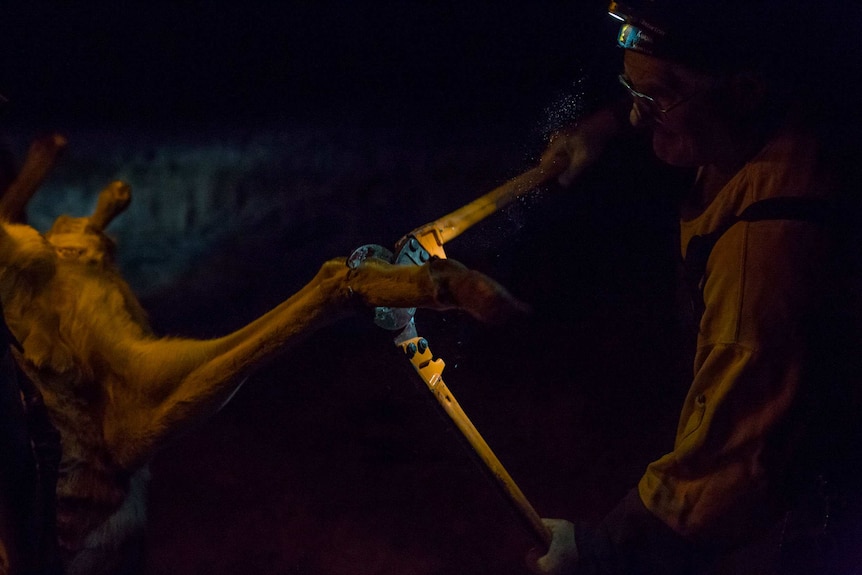 Glenn Cole uses cable cutters to cut off the legs of a roo carcass, dust illuminated in the beam of his headlamp.
