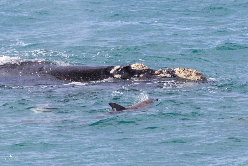 A southern right whale and dolphin swim together in the ocean.