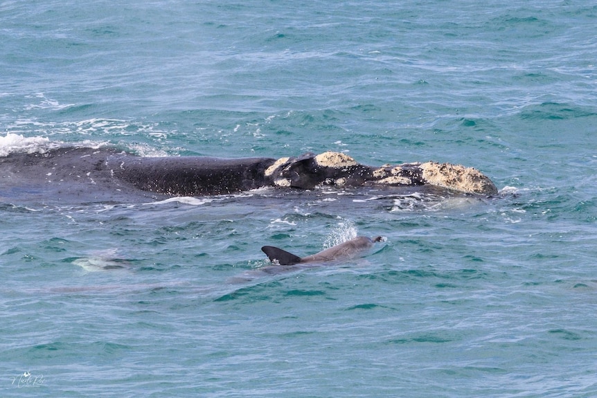 A Southern Right Whale and dolphin swim together 