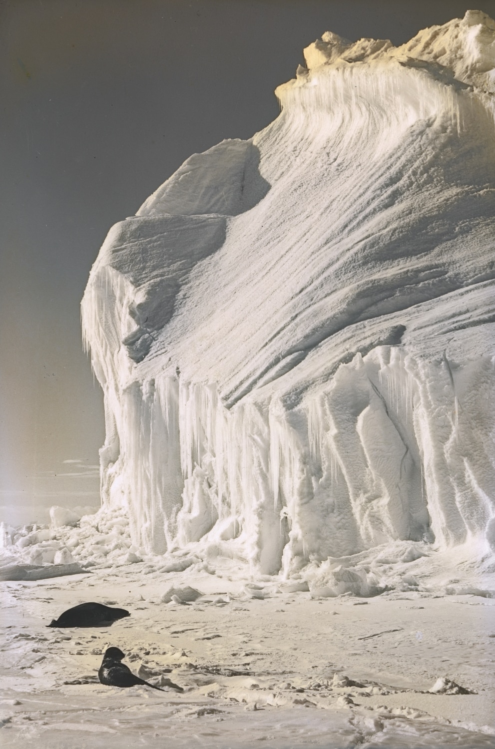 Two seals lie on the ice in front of a cliff. 