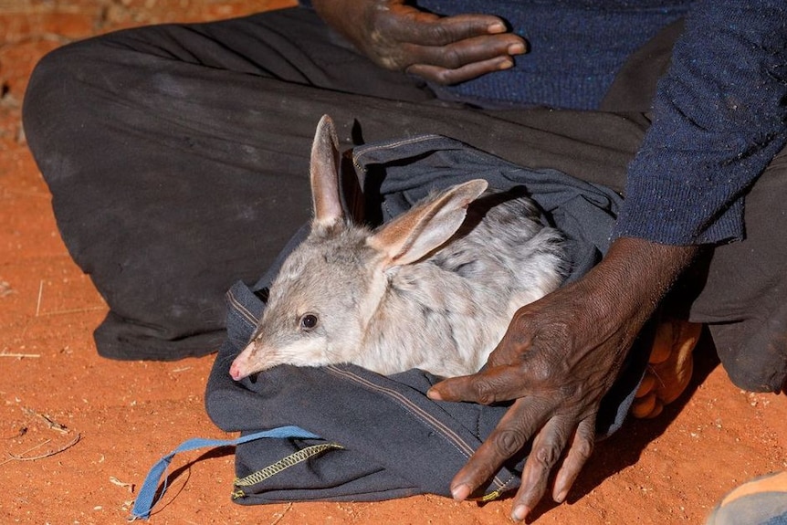 A bilby sits wrapped in a blanket, next to a person sitting on the red dirt. 