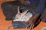 A bilby sits wrapped in a blanket, next to a person sitting on the red dirt. 