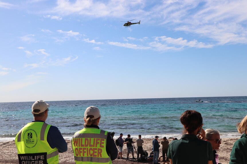 A crowd of people including wildlife officers on a beach look towards the water at Eagle Bay, with a helicopter flying overhead.