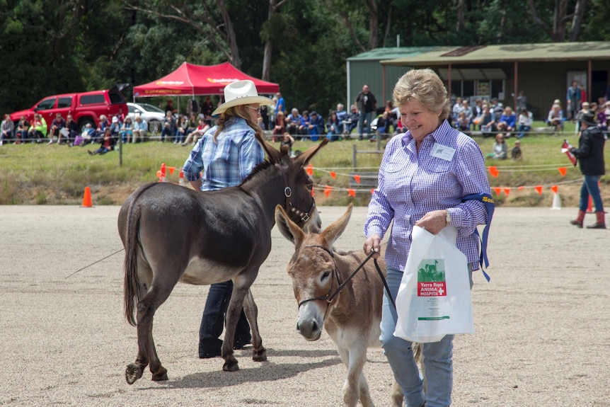 Yarra Ranges Donkey Festival in Wesburn, Victoria