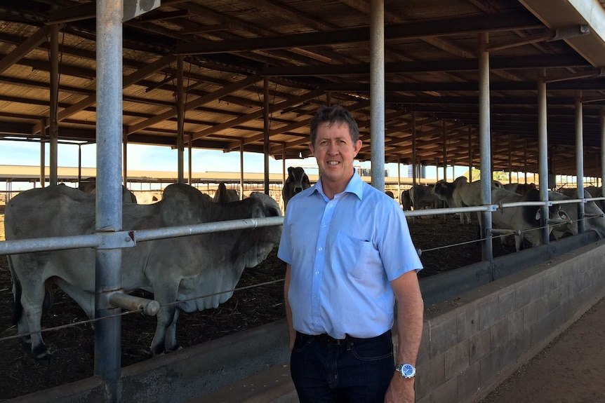 A man in a blue shirt stands in front of Brahman cattle in a feed lot pen