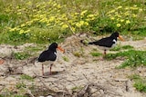 Two small black birds with red beaks stand next to a hole with eggs in it. 
