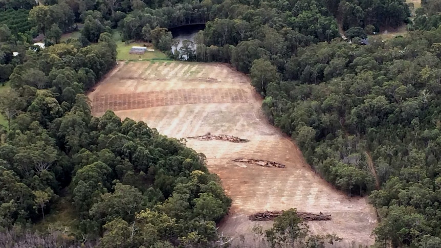 Land clearing in Queensland was made easier under the LNP's Campbell Newman, but Labor wants to change that