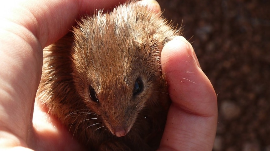 A small mouse-like creature in a human hand