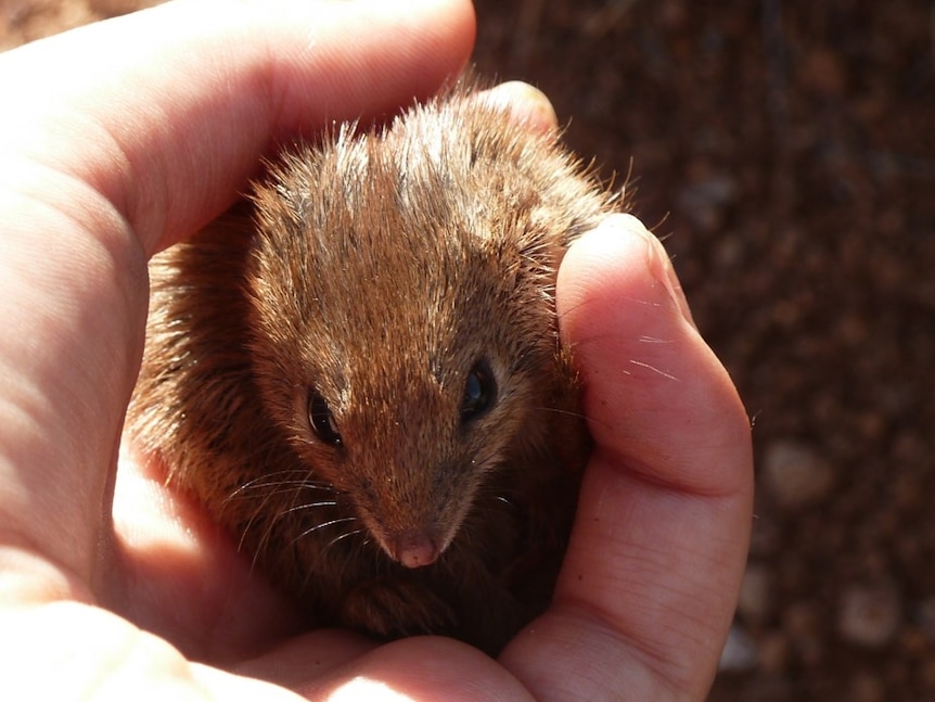 Kaluta research confirms marsupial dies after mating - ABC News