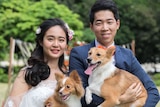 Bride and groom stand in wedding attire holding small dogs, looking happy.