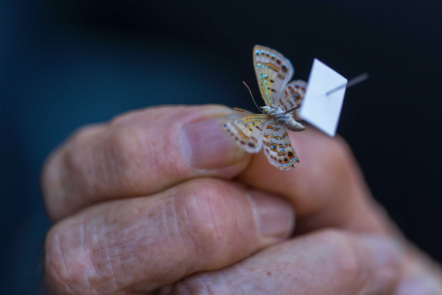 The tiny bulloak butterfly is about the size of a fingernail.