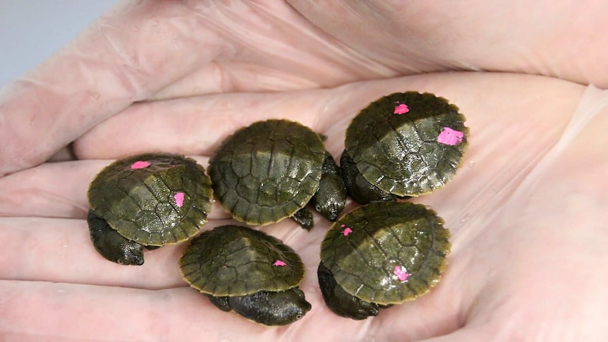 Hand full of Snapping Turtles