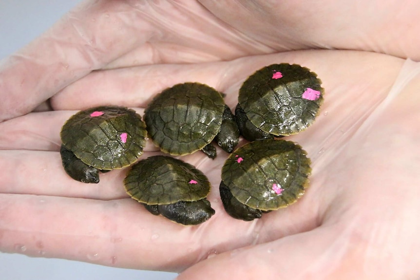 Hand full of Snapping Turtles