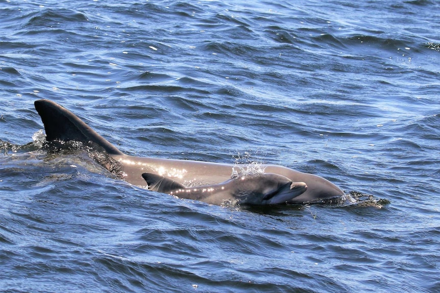 A dolphin with a calf in sea water