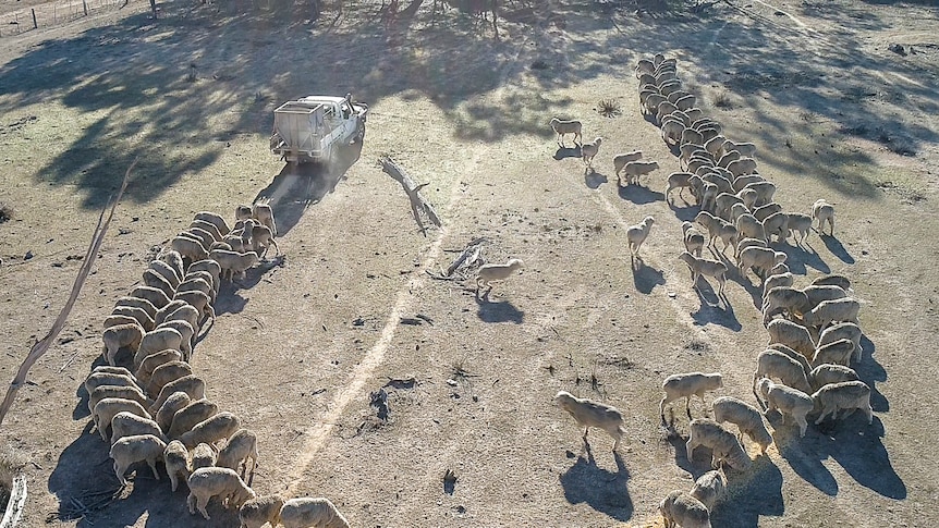 A ute drives along feeding sheep lined up in a dry paddock.