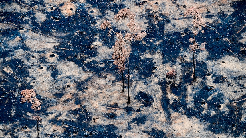 A blue and brown ground with some trees still standing