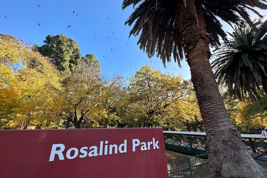 Bats circling the skies above Rosalind Park in Bendigo, with sign in view