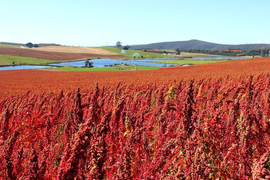 Paddock of quinoa