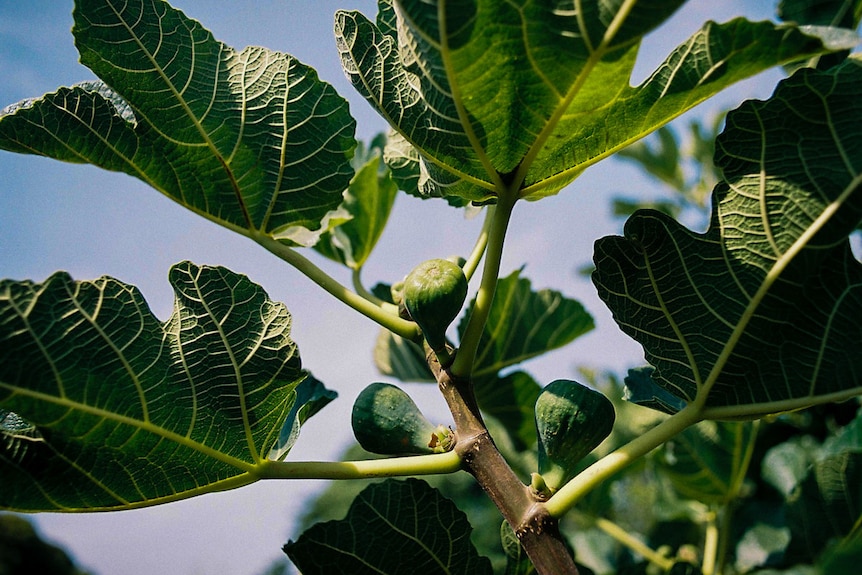 You look up up at close up of a fruiting branches of a fig tree on a clear day.