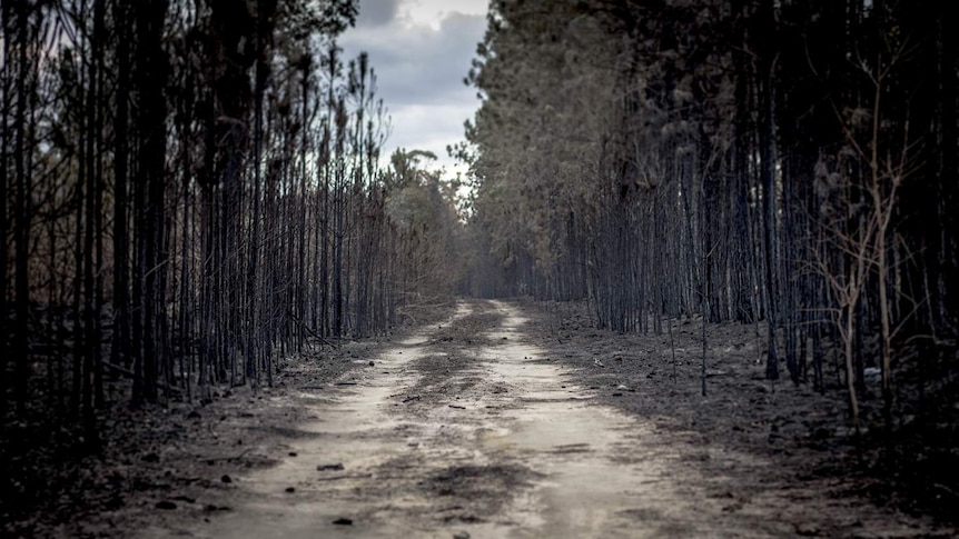 Burnt trees in the aftermath of the Caloundra bushfire.