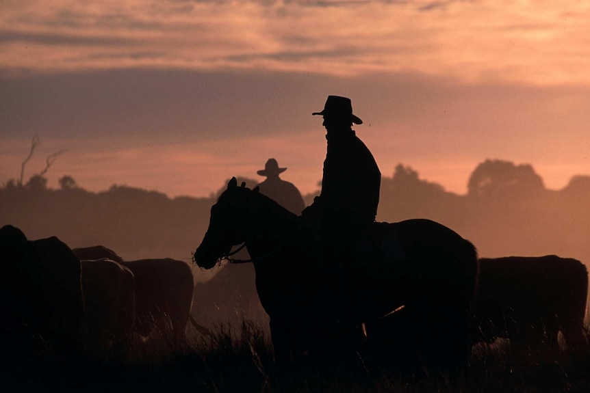  drover and his horse herd cattle along an outback road at sunrise