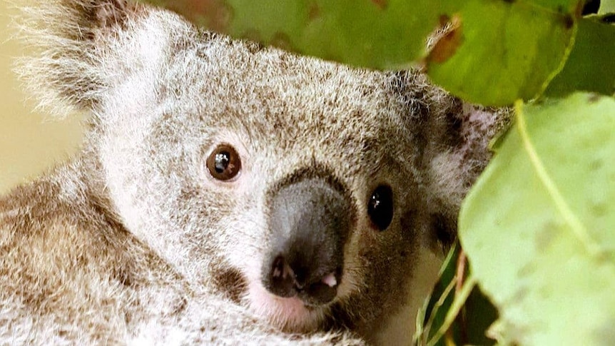 Koala joey with eyes open