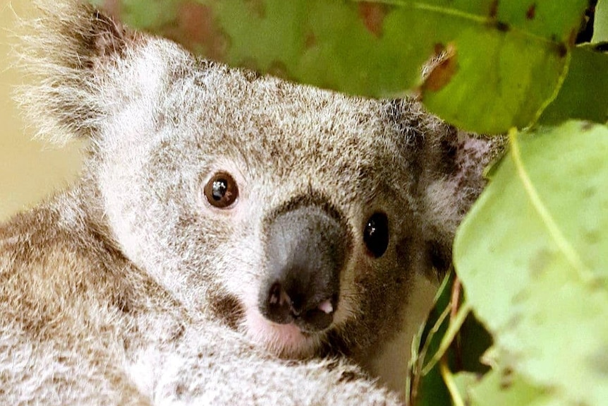 Koala joey with eyes open
