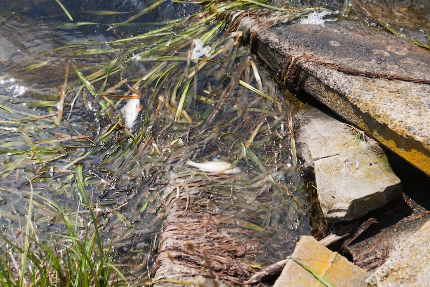 Two dead fish in a waterway.